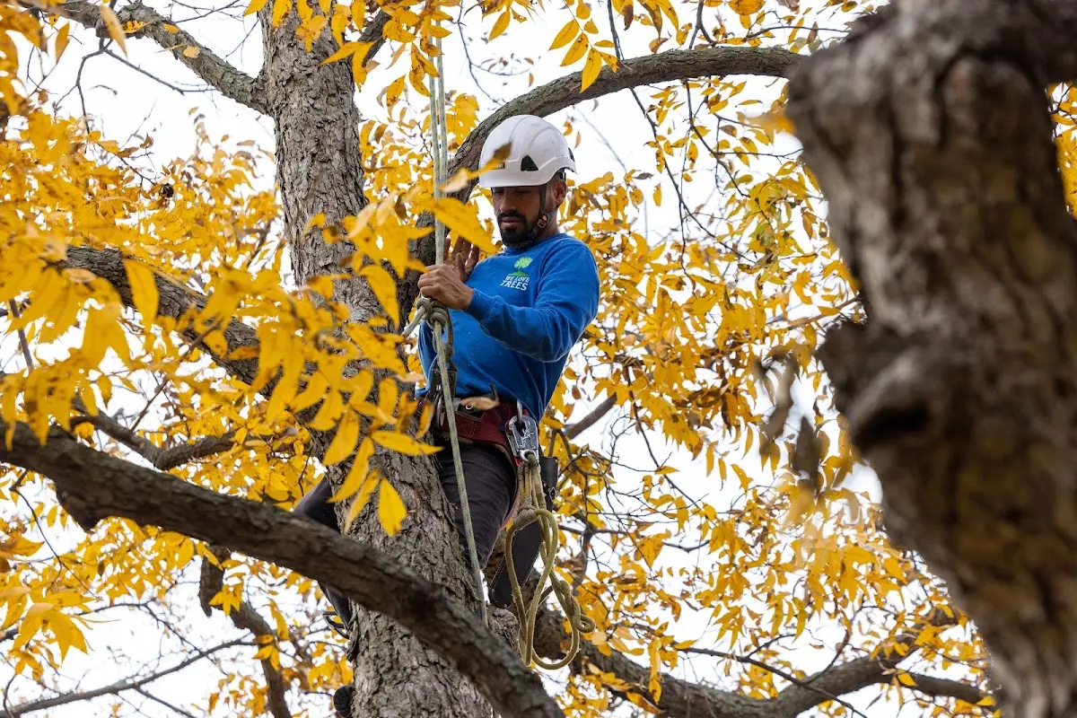 Skilled Tree Planing crew working in Benton